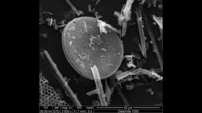 Scanning Electron Microscopy Image of Diatomaceous Earth