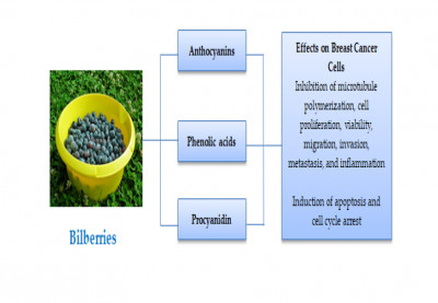 Bilberries-Rich Extracts in Breast Cancer Treatment