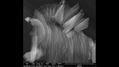 Scanning Electron Microscopy Mirograph of Molybdenum Disulphide