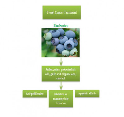 The Therapeutic Potential of Blueberries-Rich Extracts in Breast Cancer