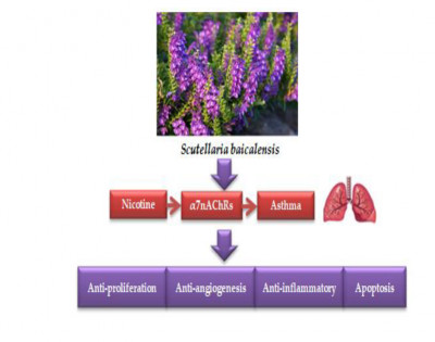 Therapeutic Potential of Flavone from Scutellaria baicalensis in Nicotine-Induced Asthma