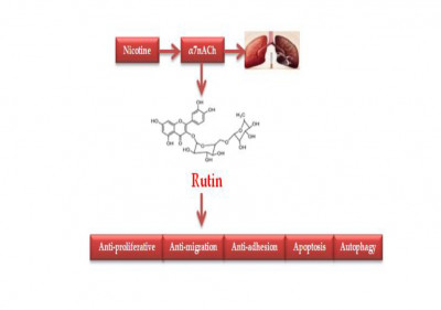 Rutin in Nicotine-Induced Non-Small Cell Lung Cancer Treatment