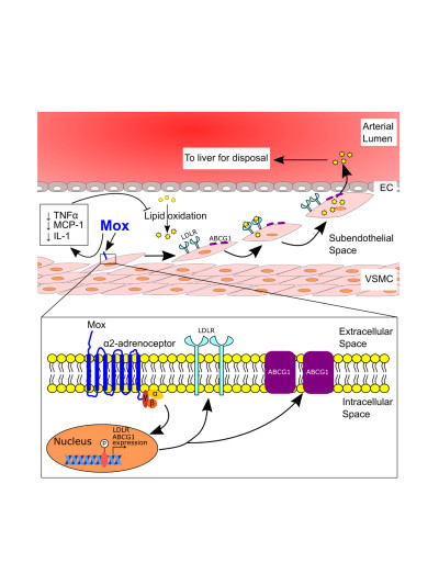 Mechanism Underlying Moxonidine-Induced Inhibition of Atherosclerosis