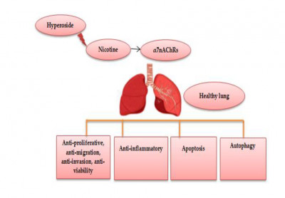 Therapeutic Potential of Hyperoside in Nicotine-Induced Non-Small Cell Lung Cancer