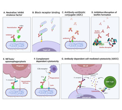 Monoclonal Antibody_ Mechanisms of Action Against Bacterial Infection