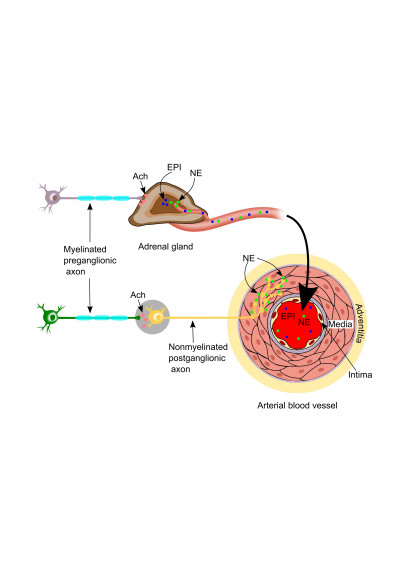 Sympathetic Innervation in Vasculature