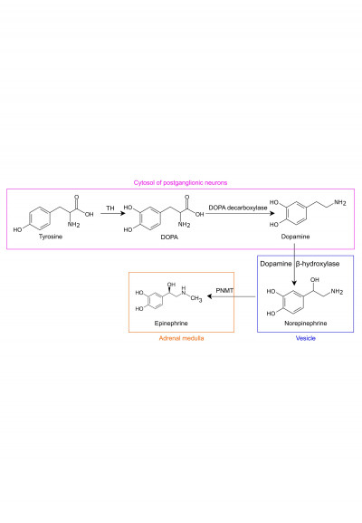 Norepinephrine Biosynthesis.