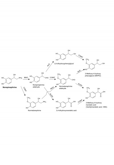 Norepinephrine Metabolism