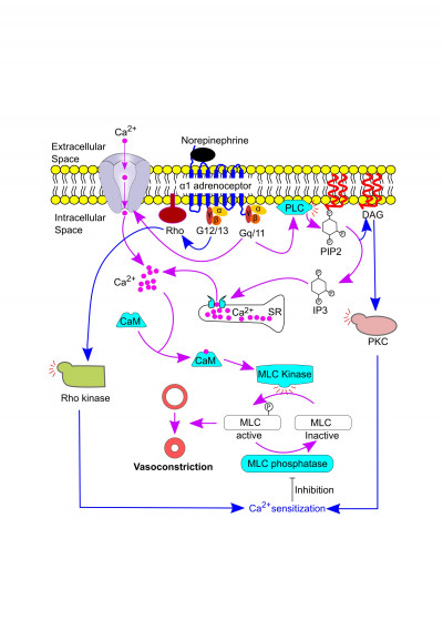 Norepinephrine-Induced Vasoconstriction Via α1 Adrenoceptor