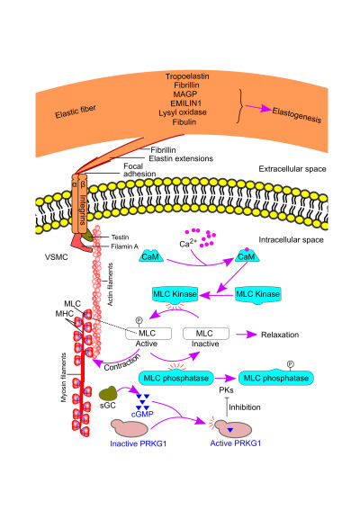 The Vascular Smooth Muscle Cell-Elastin Contractile Unit