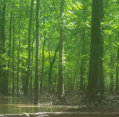 Bottomland Hardwood Forest