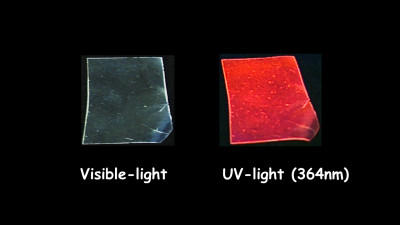 Fluorescent Au55 clusters embedded in polystyrene