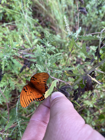 Gulf Forager