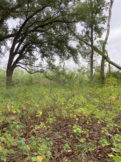 Dead Live Oaks