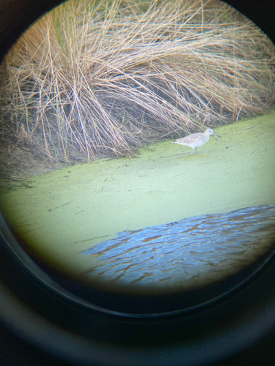 Wetland Birds