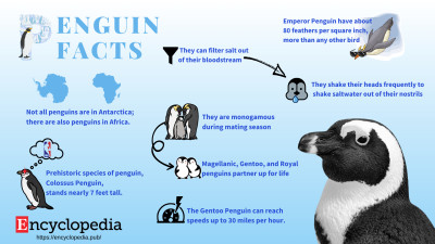 Facts about Penguin