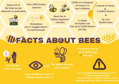 Facts about Bees