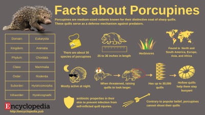 Porcupine Facts