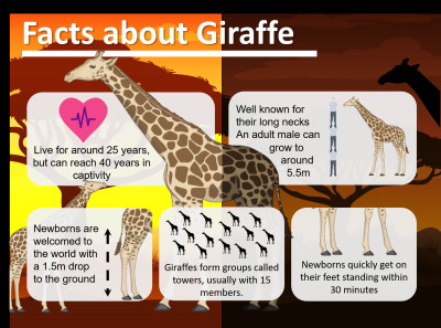 Facts about Giraffe