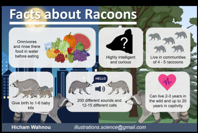 Facts about Racoons