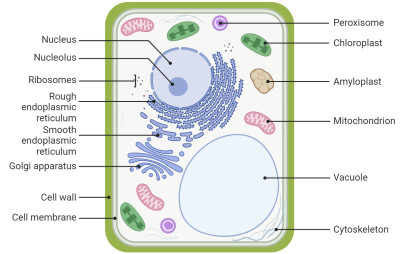 Plant Cell
