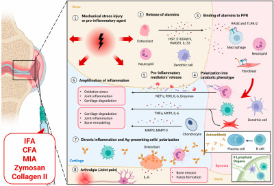 Molecular and Cellular Targets in Reducing Arthritis in Vivo