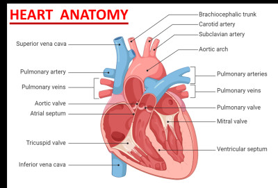 Heart Anatomy