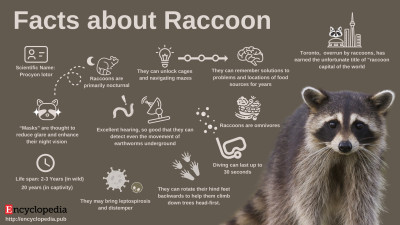 Raccoon