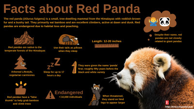 Facts about Red Panda