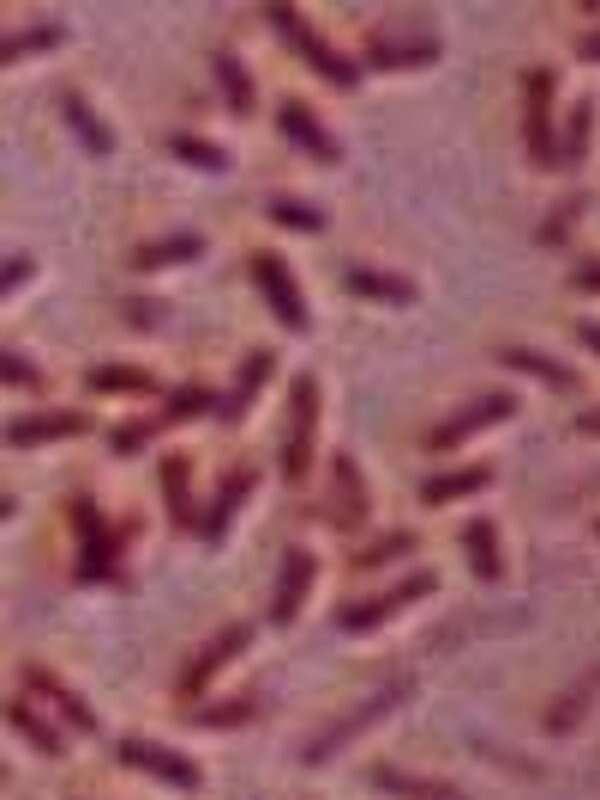 Burkholderia mallei