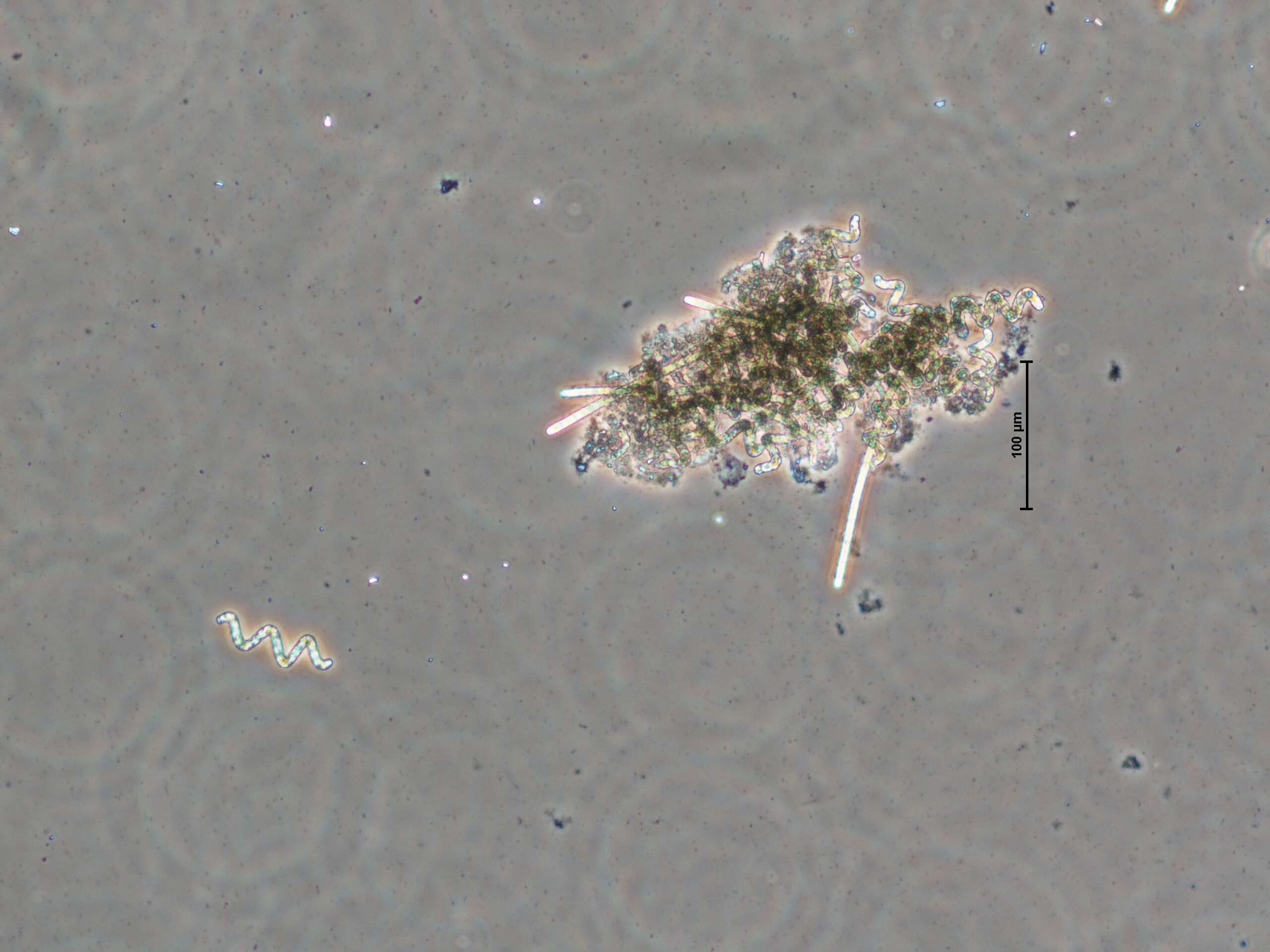 Spirulina Filaments