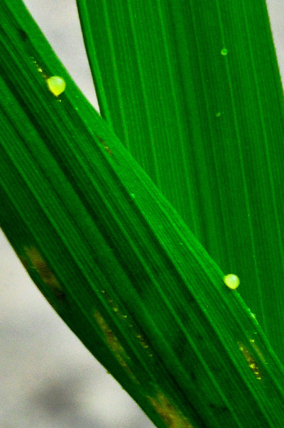 Bacterial Leaf Streak