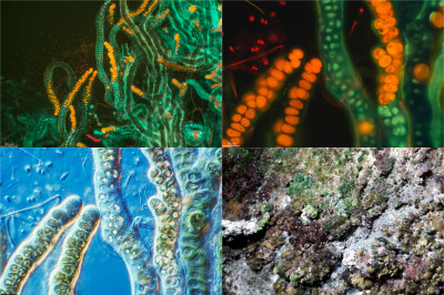 Wax Fingers to Mars, "Ares Station" Escaln Cave