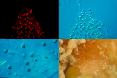 Aphanothece castagnei, Plays of Light for Mars, Ares Station