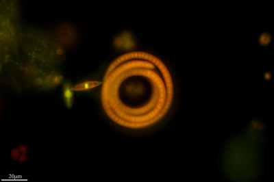 Planktolingbya Contoria, Rice in the Orange Garden, Rome