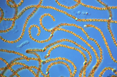 The Waters of the Almendra Reservoir