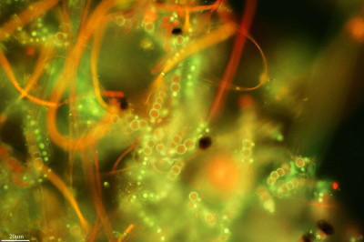 Colorful Meadow Under the Lake