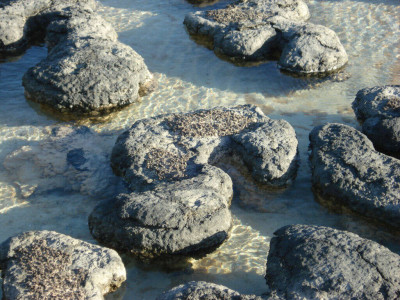 Stromatolites in Hamlin Pool