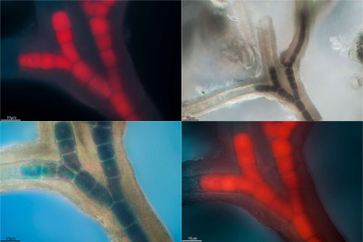 The Cyanobacteria of Coral, Geitleria calcarea, Ares Station