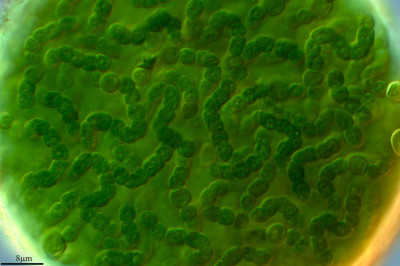 The Silent Hustle of Nostoc