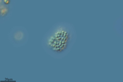 The Little Flowers of the Water Drops, Snowella, Yew Lagoon