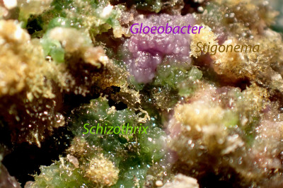 Mars Winds Among Jelly Corals, Schizothrix calcicola, Ares Station