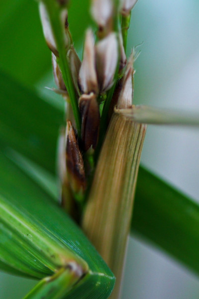 Bacterial Sheath Brown Rot