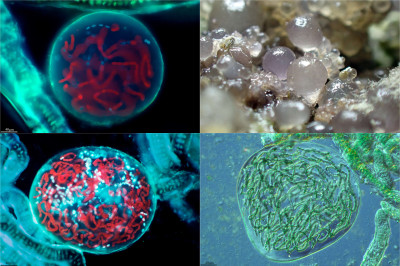 Lots of Life in Some Gelatin Capsules, Nostoc Microscopicum