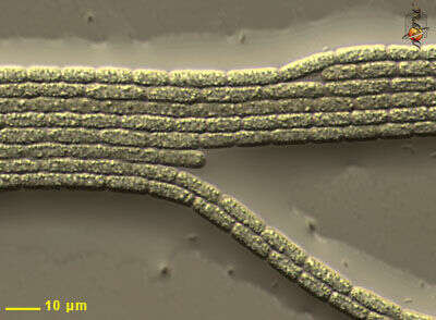 Filaments of a Blue Green Alga