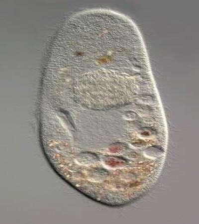 Holospora undulata in Paramecium caudatum