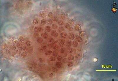 Cluster of Thiocystis