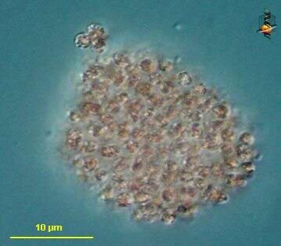 Thiocystis Cluster