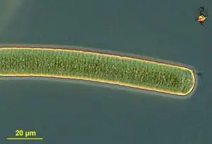 Oscillatoria Portrait