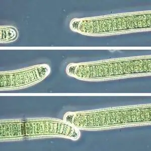 Oscillatoria Movement